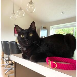 The Everyday Collar - Relaxed Style